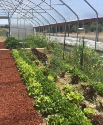 Rows of lettuce and greens growing inside the Cooper Family Farms high tunnel